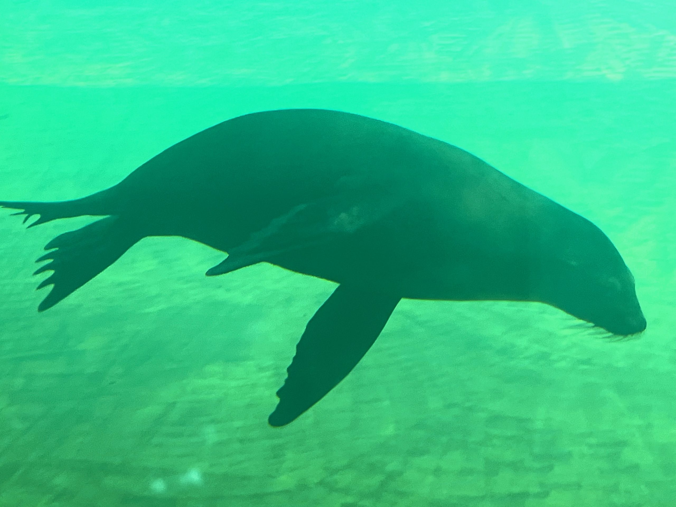 Lobo marino Guadalajara