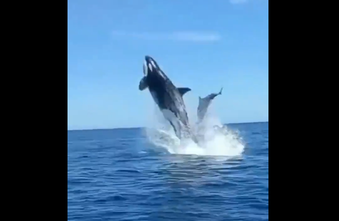 captan choque entre orca y delfín