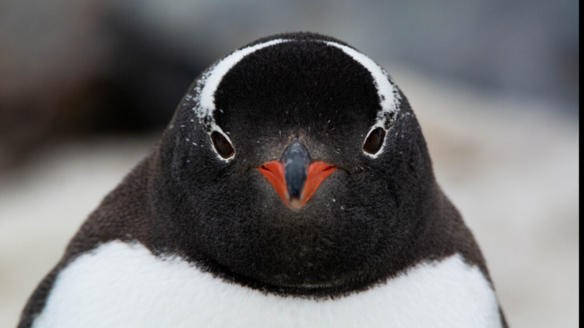 Antártida revela inesperada especie de pingüino