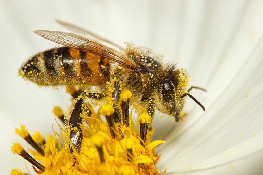 Hoy se celebra el Día Mundial de las Abejas