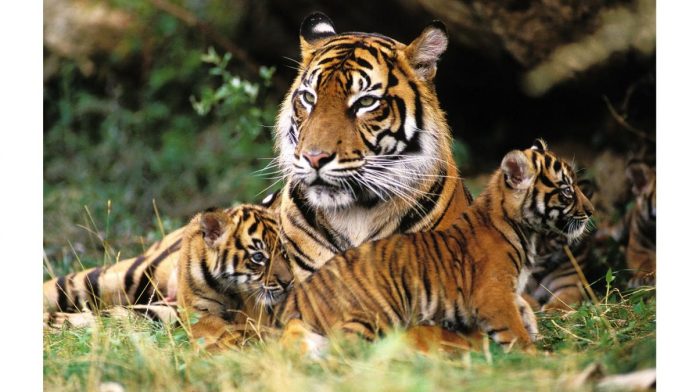 Día Internacional del Tigre: historia y curiosidades